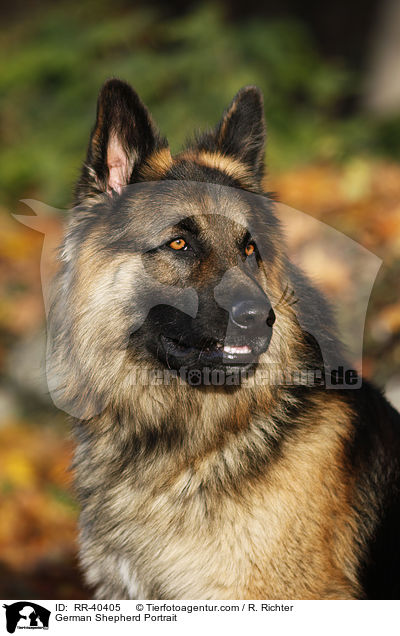 Deutscher Schferhund Portrait / German Shepherd Portrait / RR-40405