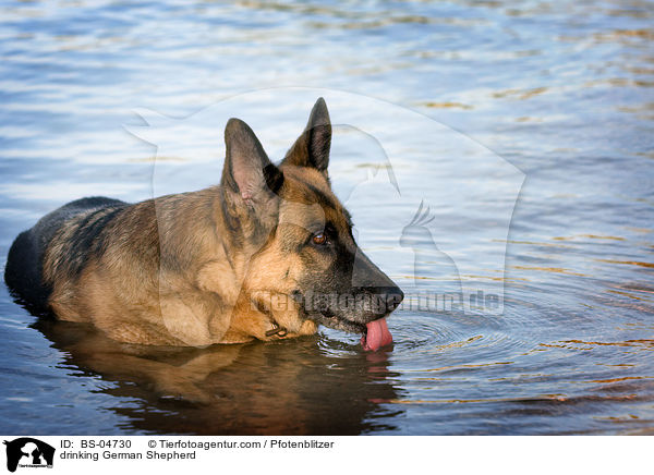 trinkender Deutscher Schferhund / drinking German Shepherd / BS-04730