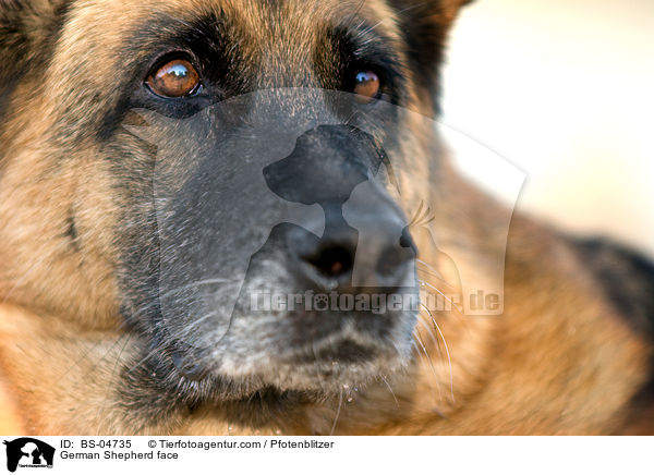 German Shepherd face / BS-04735