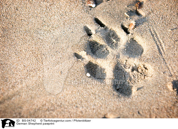 Deutscher Schferhund Pfotenabdruck / German Shepherd pawprint / BS-04742