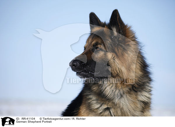 Deutscher Schferhund Portrait / German Shepherd Portrait / RR-41104