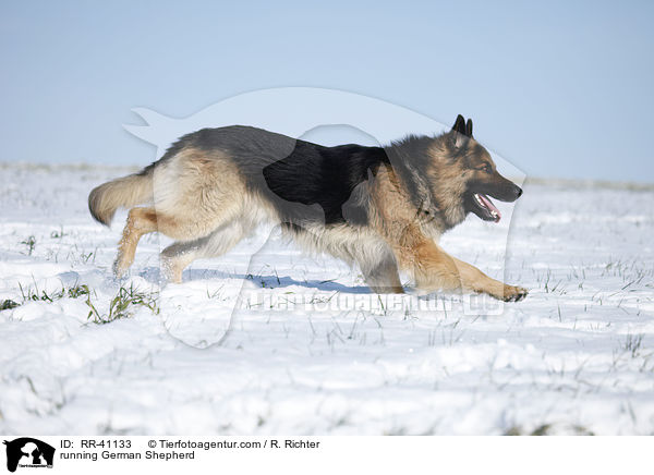 rennender Deutscher Schferhund / running German Shepherd / RR-41133