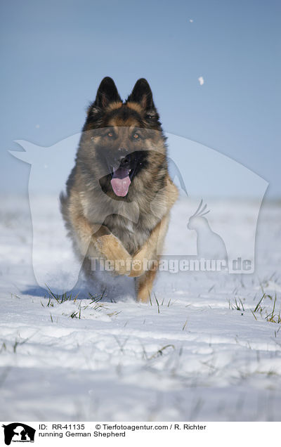 rennender Deutscher Schferhund / running German Shepherd / RR-41135