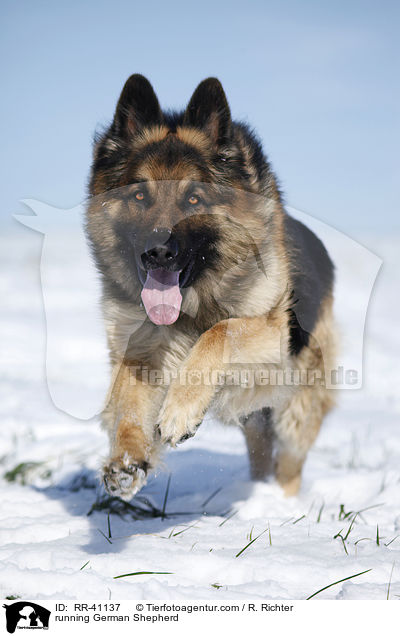 rennender Deutscher Schferhund / running German Shepherd / RR-41137