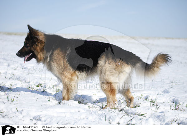 stehender Deutscher Schferhund / standing German Shepherd / RR-41143