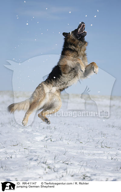 springender Deutscher Schferhund / jumping German Shepherd / RR-41147