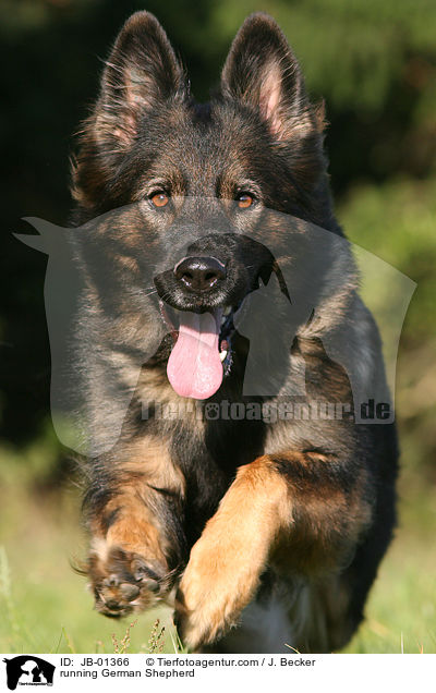 rennender Deutscher Schferhund / running German Shepherd / JB-01366