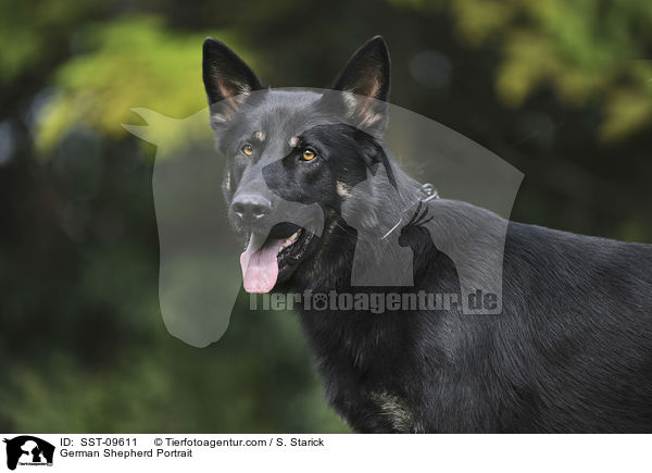 Deutscher Schferhund Portrait / German Shepherd Portrait / SST-09611