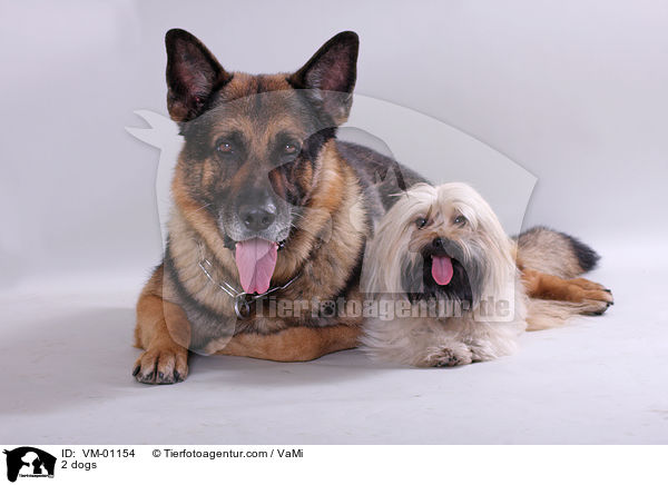 2 Hunde / 2 dogs / VM-01154