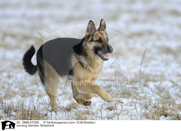 rennender Deutscher Schferhund / running German Shepherd / DMS-07356