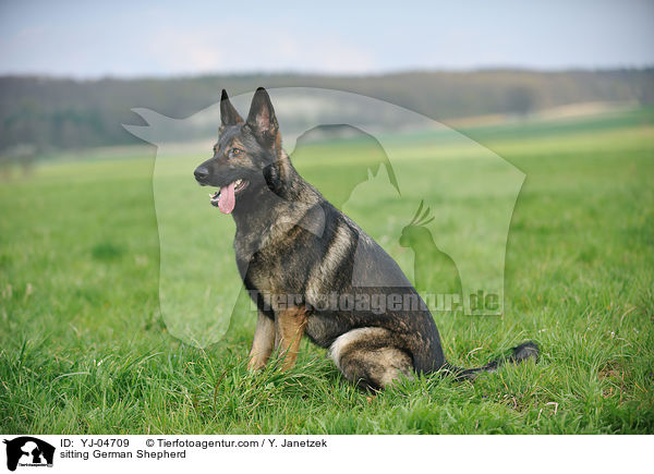 sitzender Deutscher Schferhund / sitting German Shepherd / YJ-04709