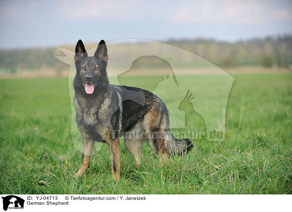 Deutscher Schferhund / German Shepherd / YJ-04713