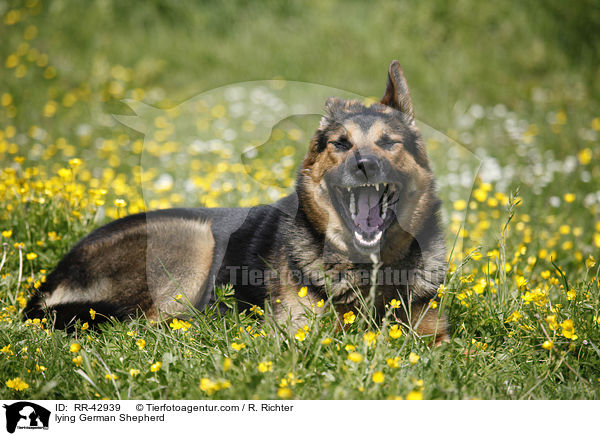 liegender Deutscher Schferhund / lying German Shepherd / RR-42939