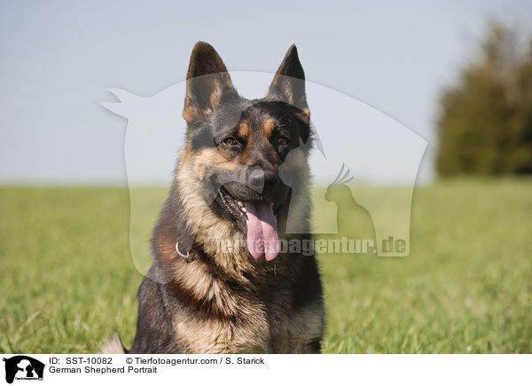 Deutscher Schferhund Portrait / German Shepherd Portrait / SST-10082