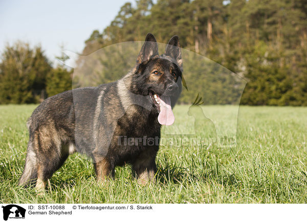 Deutscher Schferhund / German Shepherd / SST-10088