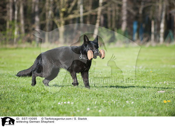 apportierender Deutscher Schferhund / retrieving German Shepherd / SST-10095