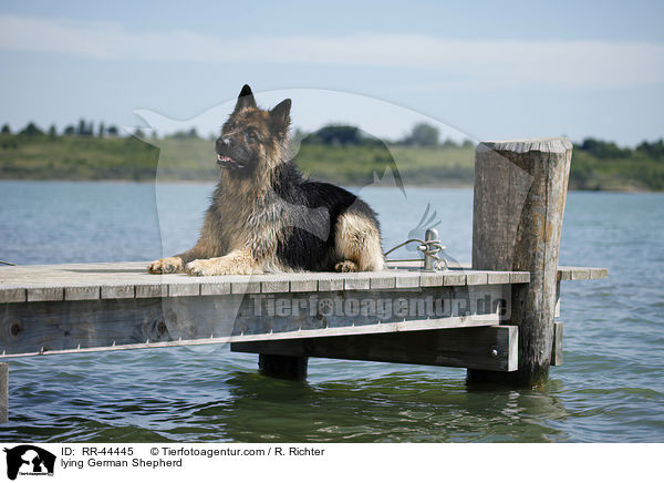 liegender Deutscher Schferhund / lying German Shepherd / RR-44445