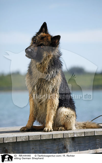 sitzender Deutscher Schferhund / sitting German Shepherd / RR-44446