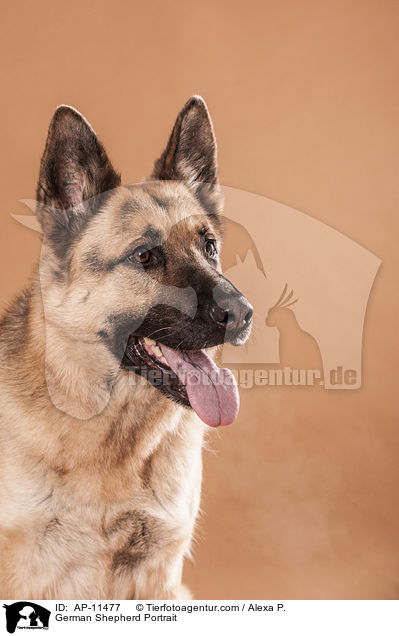 Deutscher Schferhund Portrait / German Shepherd Portrait / AP-11477