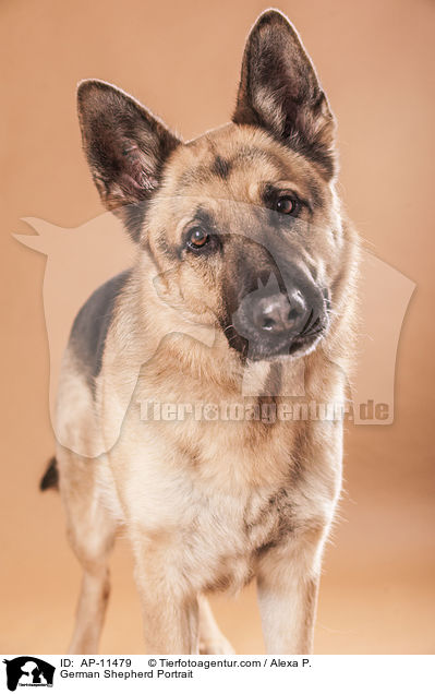 Deutscher Schferhund Portrait / German Shepherd Portrait / AP-11479