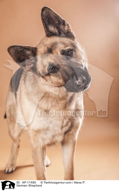 Deutscher Schferhund / German Shepherd / AP-11480
