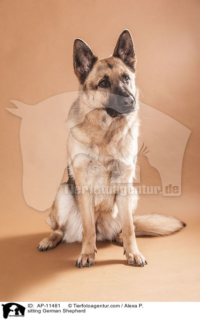 sitzender Deutscher Schferhund / sitting German Shepherd / AP-11481