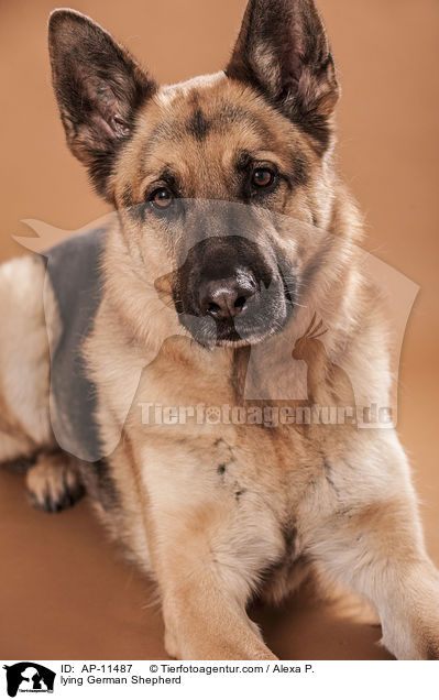 liegender Deutscher Schferhund / lying German Shepherd / AP-11487