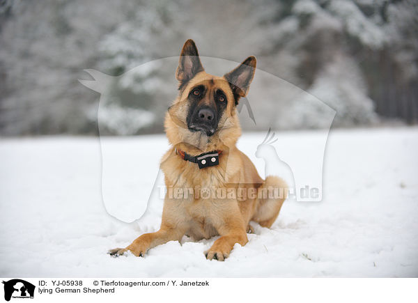 liegender Deutscher Schferhund / lying German Shepherd / YJ-05938