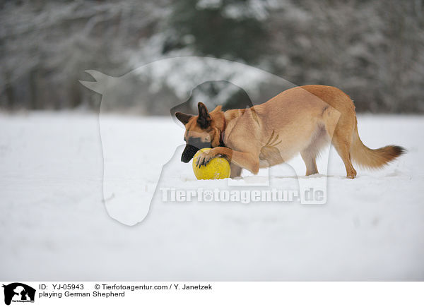 spielender Deutscher Schferhund / playing German Shepherd / YJ-05943