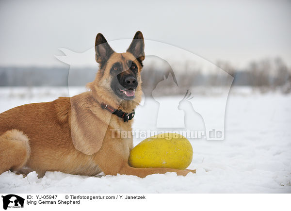 liegender Deutscher Schferhund / lying German Shepherd / YJ-05947