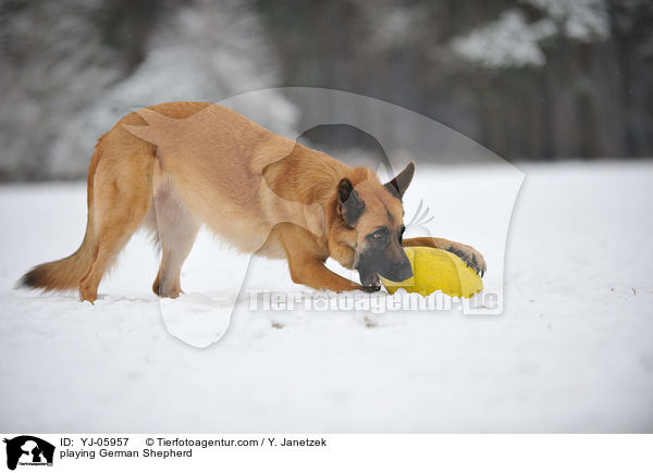 spielender Deutscher Schferhund / playing German Shepherd / YJ-05957