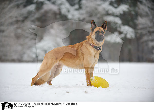 Deutscher Schferhund / German Shepherd / YJ-05958