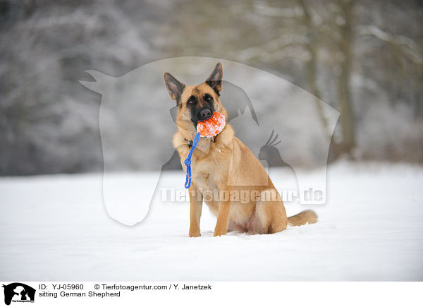 sitzender Deutscher Schferhund / sitting German Shepherd / YJ-05960