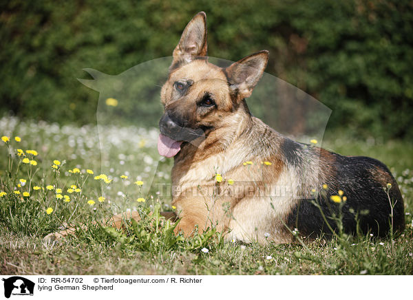 liegender Deutscher Schferhund / lying German Shepherd / RR-54702