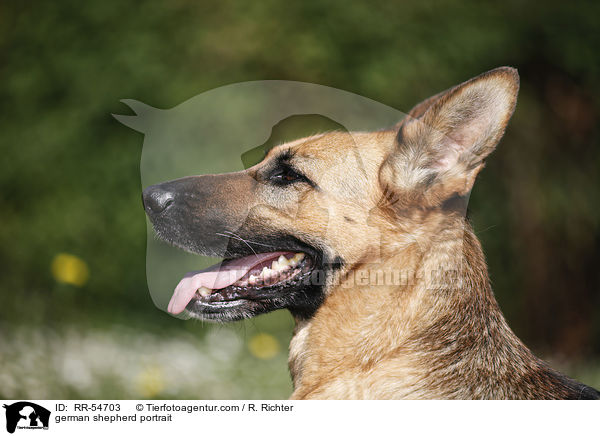 Deutscher Schferhund Portrait / german shepherd portrait / RR-54703