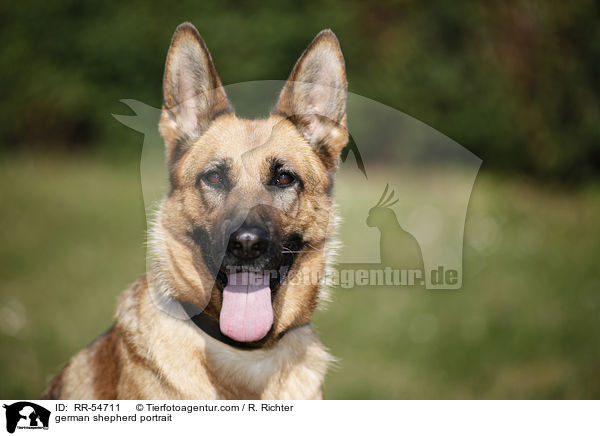 Deutscher Schferhund Portrait / german shepherd portrait / RR-54711