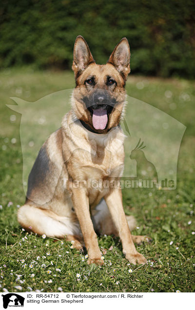 sitzender Deutscher Schferhund / sitting German Shepherd / RR-54712