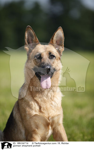 Deutscher Schferhund Portrait / german shepherd portrait / RR-54714