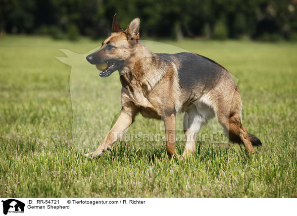 Deutscher Schferhund / German Shepherd / RR-54721