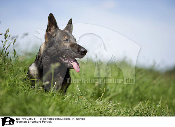 Deutscher Schferhund Portrait / German Shepherd Portrait / NN-03894