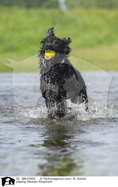 spielender Deutscher Schferhund / playing German Shepherd / NN-03902