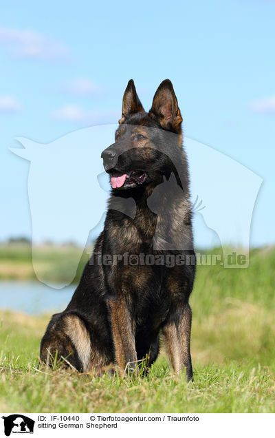 sitzender Deutscher Schferhund / sitting German Shepherd / IF-10440