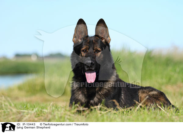 liegender Deutscher Schferhund / lying German Shepherd / IF-10443