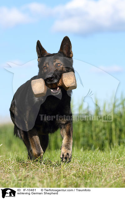 apportierender Deutscher Schferhund / retrieving German Shepherd / IF-10461