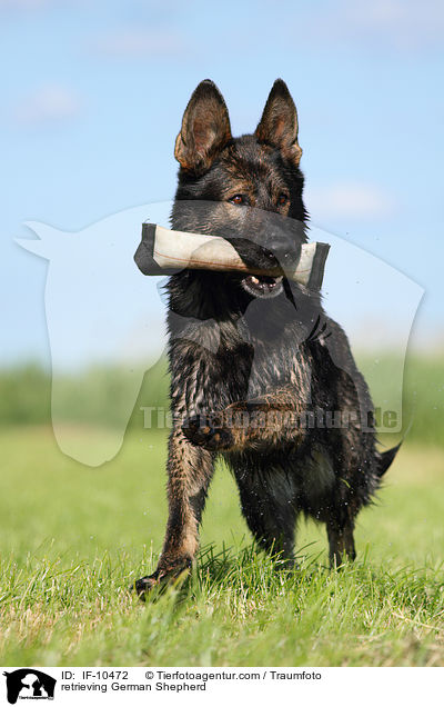 apportierender Deutscher Schferhund / retrieving German Shepherd / IF-10472