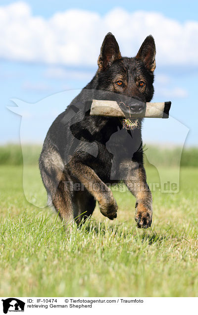 apportierender Deutscher Schferhund / retrieving German Shepherd / IF-10474