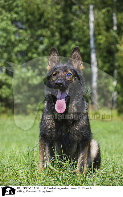 sitzender Deutscher Schferhund / sitting German Shepherd / SST-13156