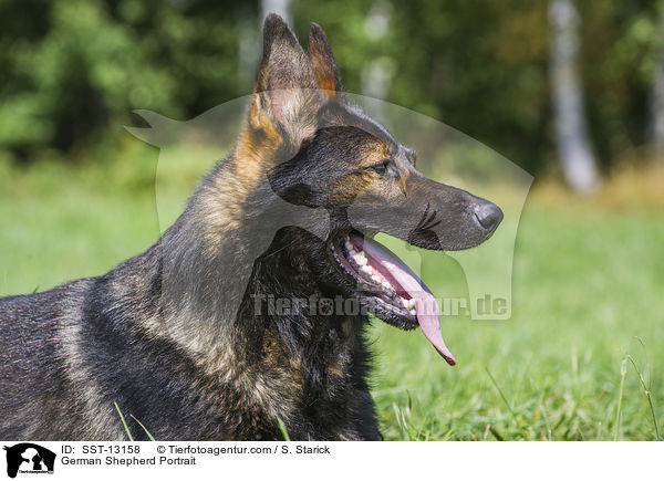 Deutscher Schferhund Portrait / German Shepherd Portrait / SST-13158