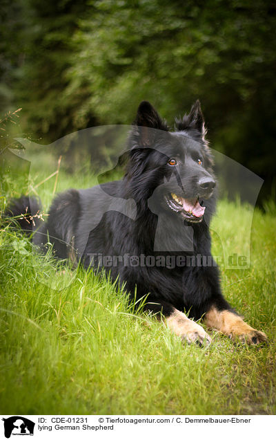liegender Deutscher Schferhund / lying German Shepherd / CDE-01231