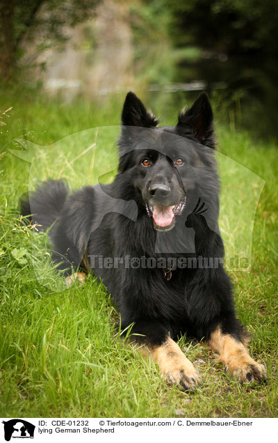 liegender Deutscher Schferhund / lying German Shepherd / CDE-01232